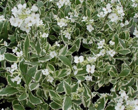 Арабис кавказский Вариегата | Arabis caucasica Variegata (Р9/С1)