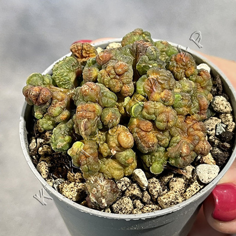 Эхинопсис Шоколад Монстроза d7