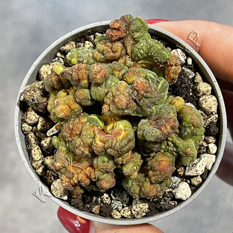 Эхинопсис Шоколад Монстроза d7