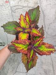 Elvira Frois Тай колеус