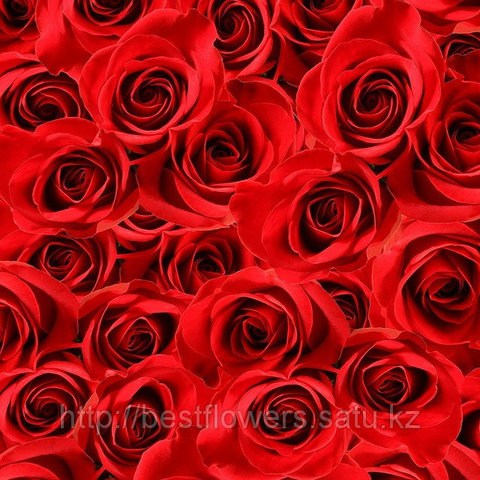 Красные розы (Голландия, вы сами выбираете количество)