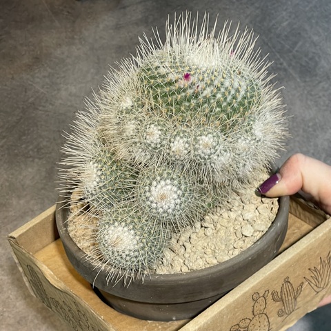 Маммиллярия Геминиспина в керамике d15