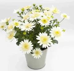 2703 Остеоспермум 3D LEMON ICE (ОСЕНЬ 2025)