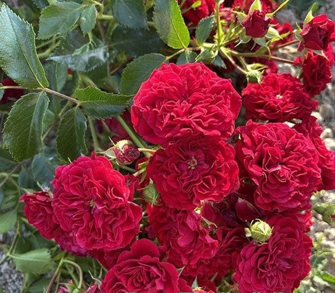 Силуэтта Кримсон(Siluetta Crimson)