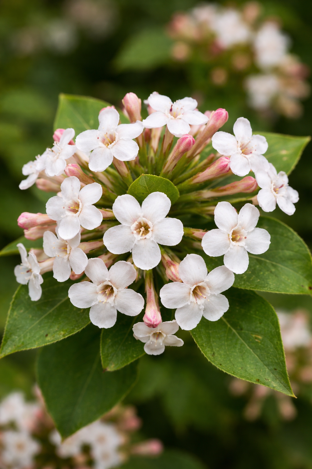 Абелия (Забелия) мосанская