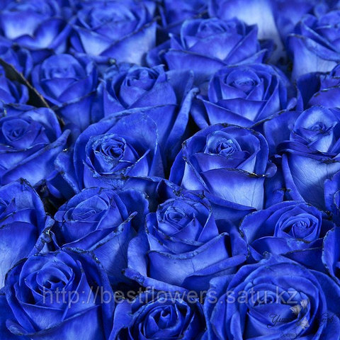 Синие розы (Голландия, вы сами выбираете количество)