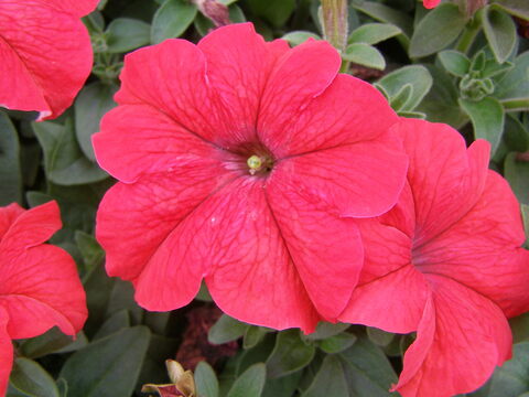 S6062 Петуния кустовая Grandiflora DREAMS RED 100 шт.