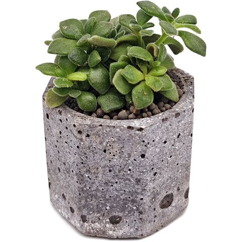 Суккулент Эониум Линдлея