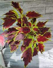 Latin Ladies Тай колеус КСР