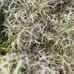 Мизуна красная БИО / 150 гр