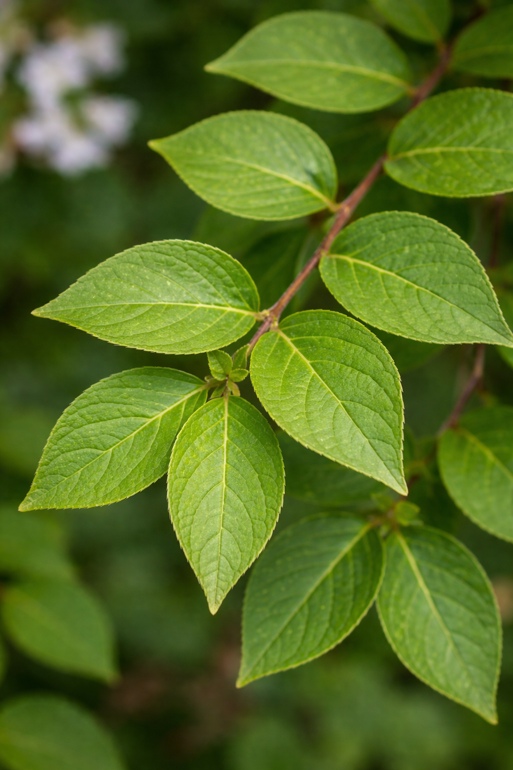 Абелия (Забелия) мосанская