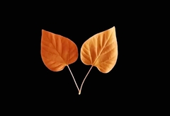 Силиконовый молд 