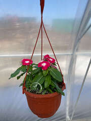 Катарантус красный с глазком в кашпо