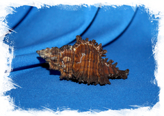 Чикореус торрефактус (Chicoreus torrefactus)