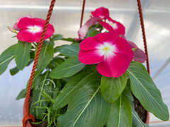 Катарантус красный с глазком в кашпо