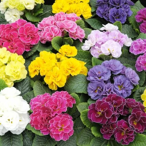Примула садовая махровая микс