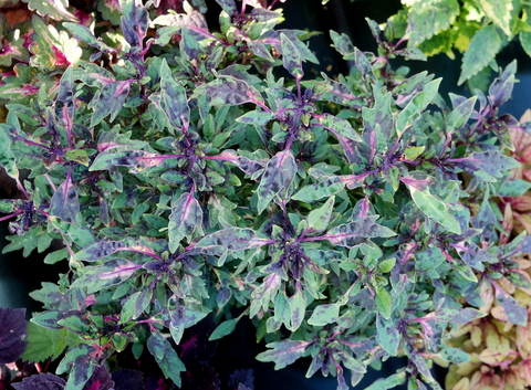 Crazy Alice Тай колеус КСР