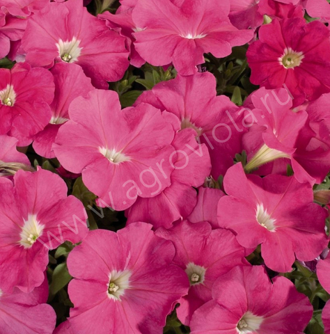 S60115 Петуния кустовая Multiflora Celebrity Pink 10шт.
