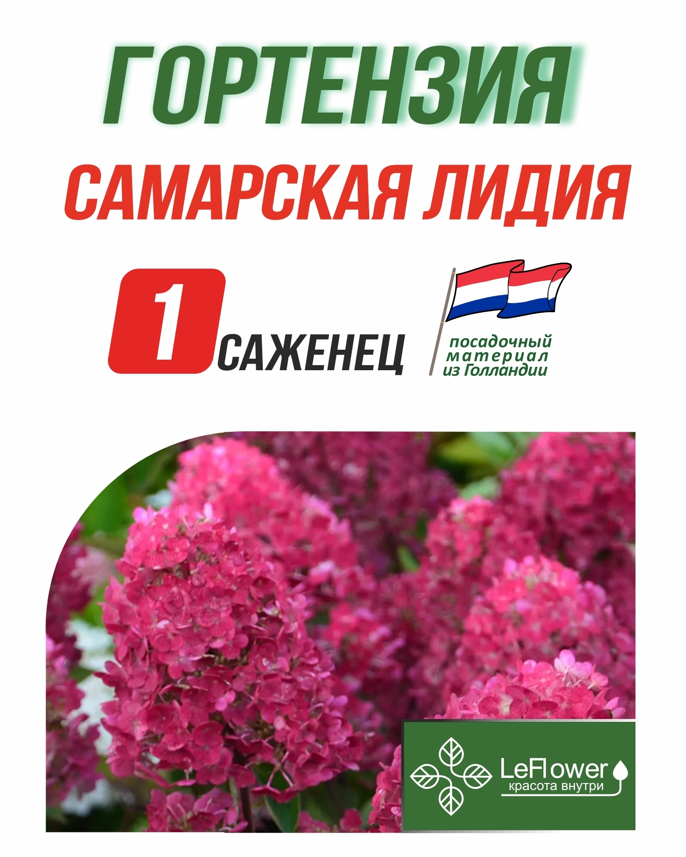 Гортензия метельчатая Самарская Лидия 1шт – купить за 386 ₽ | LeFlowers.ru