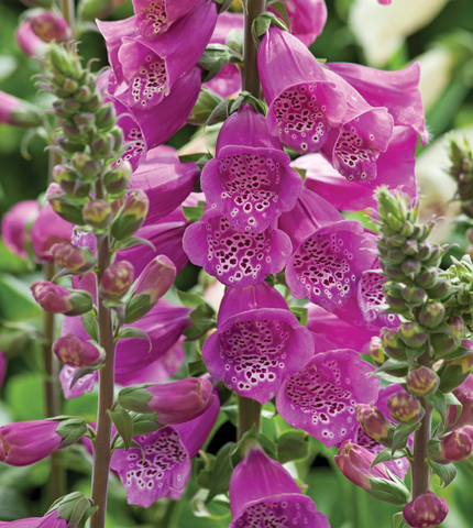 S5302 Наперстянка Dalmatian Purple 5шт.