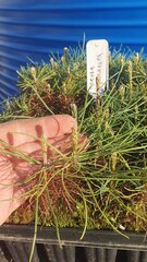 Teofrast сеянцы Сосна Крымская Pinus nigra subsp. pallasiana