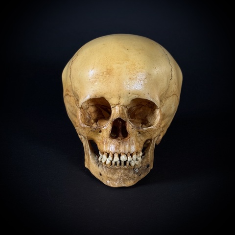 Череп человека ребёнок (анатомическая модель)