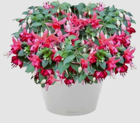 Фуксия Biaz Away