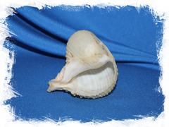 Обыкновенная рапа (Rapa rapa)