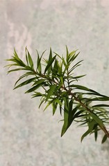 Teofrast Мелалеука melaleuca bracteata