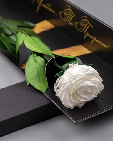 Роза Премиум в подарочной коробке(черная) комплимент .Бутон белый.