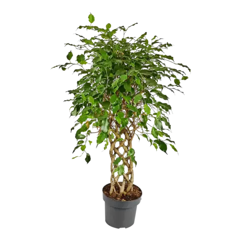 Фикус Амстел Кинг Решетка