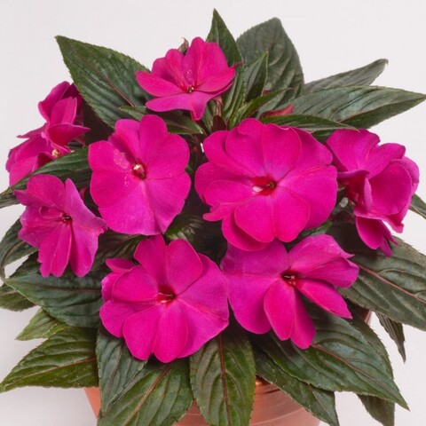 1174 Бальзамин НГ Odyssey Compact Thalia (Весна 2026)