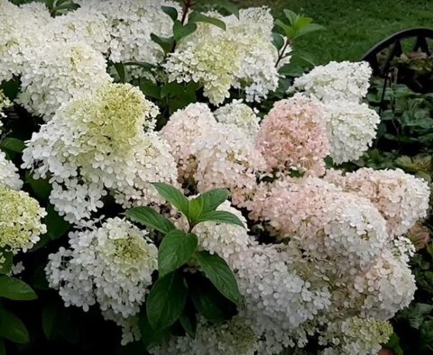 Гортензия метельчатая БОБО (Hydrangea paniculata «Bobo»)