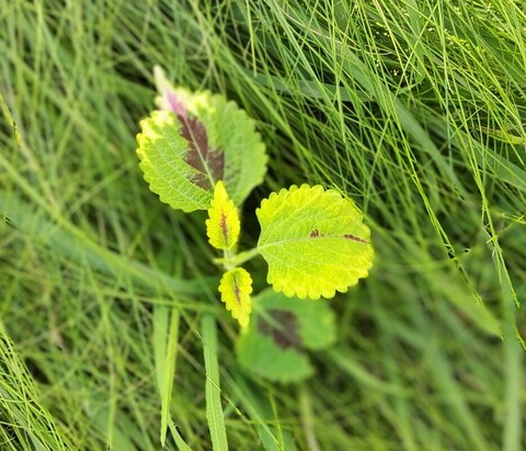 Кайенский маг ТМ колеус