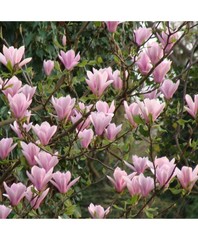Магнолия суланжа magnolia soulangeana satisfaction