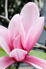 Магнолия суланжа magnolia soulangeana satisfaction