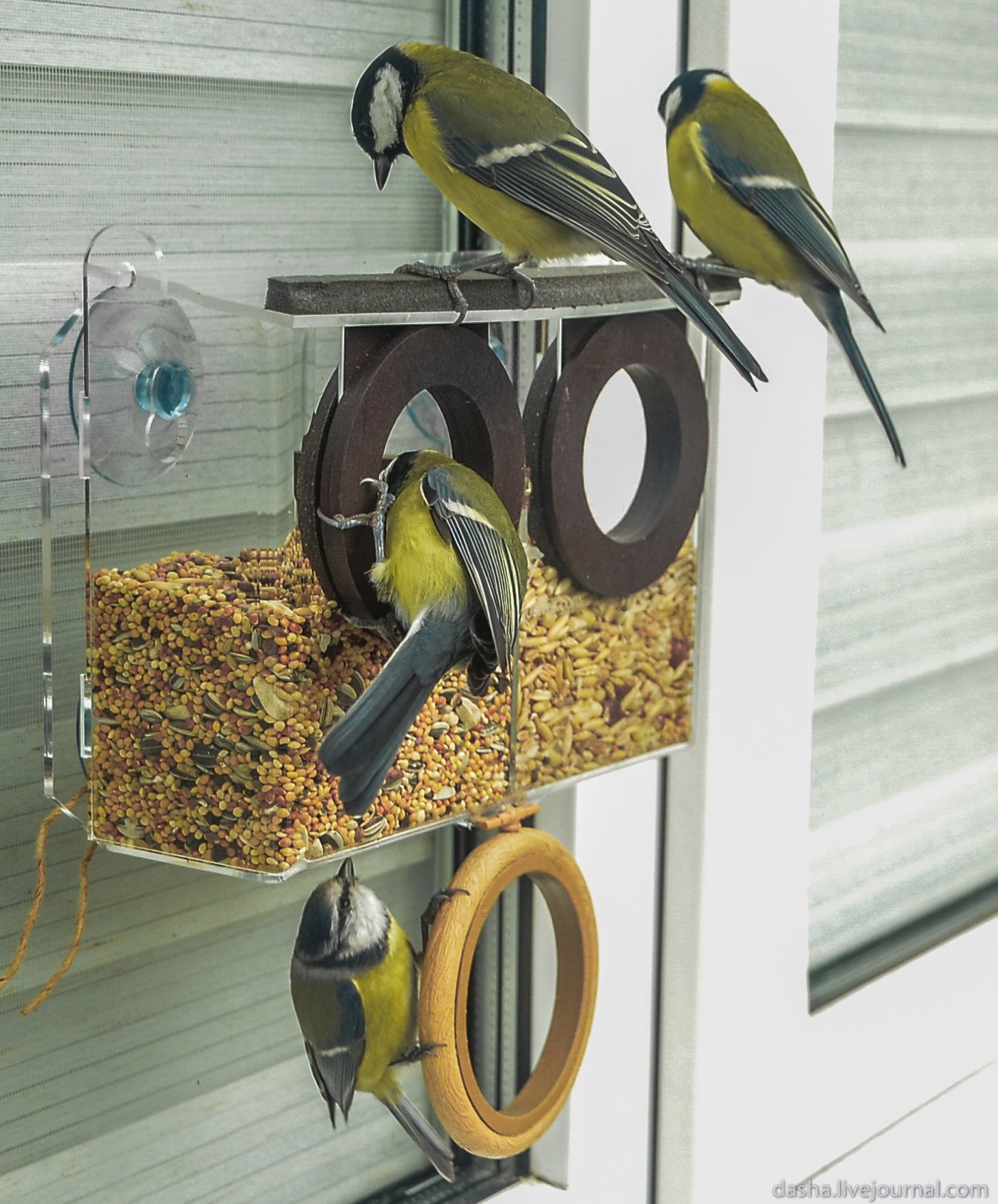Кормушка для птиц на окно Бинокль купить