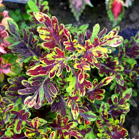 Пин код колеус