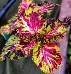 Greep колеус КСР