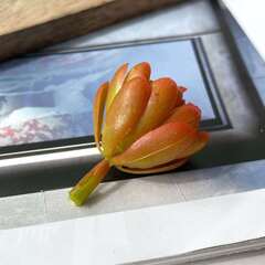 №2 Суккулент Роза многоцветковая, Оранжевая, искусственная зелень, ветка 30 см.