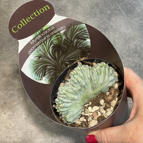 Миртиллокактус Геометризанс Кристата d10
