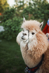 Шоу с ламами и альпаками