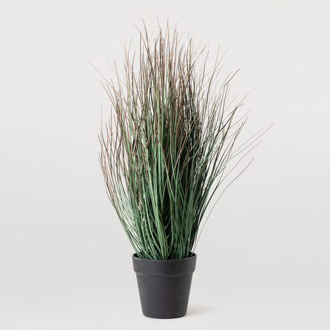 ЗЕЛЕНЫЙ ЛУК L