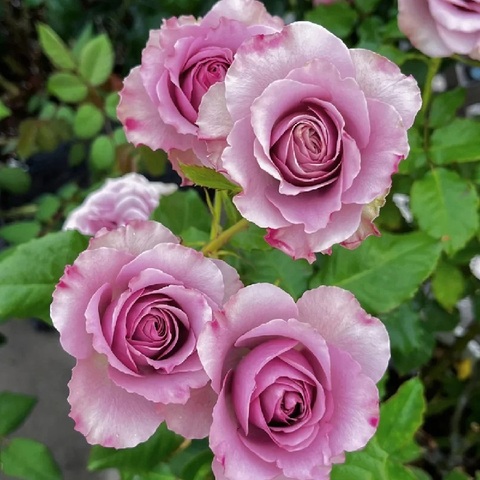 Роза Монмартр (Roses Montmartre)