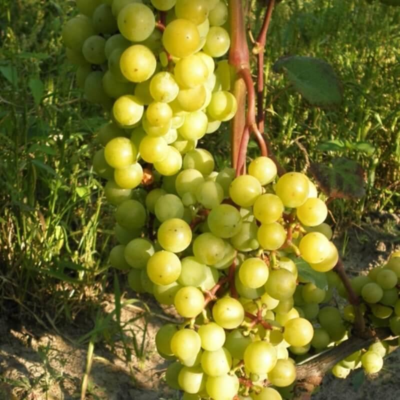 Виноград алладин. Сорт винограда Супага.
