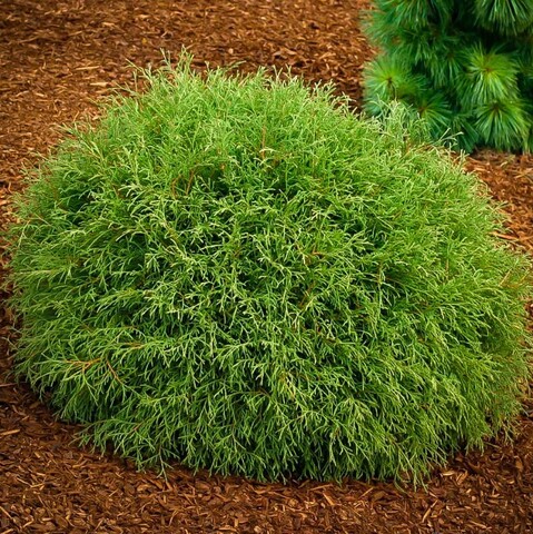 Туя западная Боулин Болл