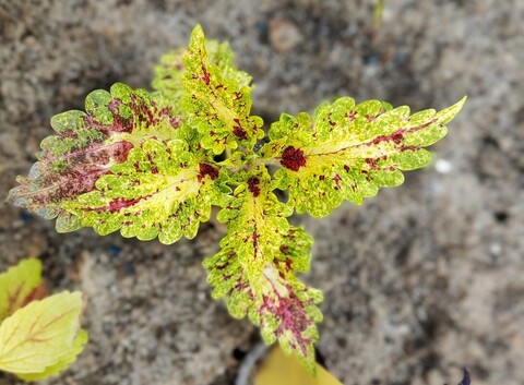 Jealousy ES колеус КСР