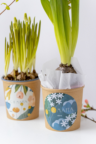 Первоцветы в праздничном стаканчике