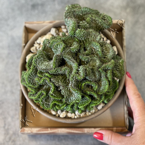 Эуфорбия Хоррида Кристата в керамике d17