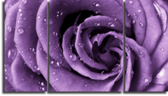 Модульная картина "Фиолетовая роза"